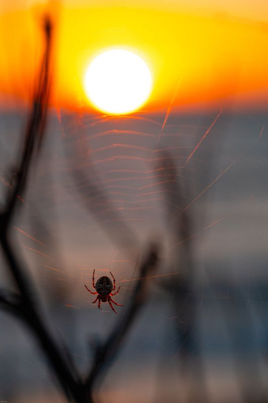 закат, паук, паутина Паучок на закатеphoto preview