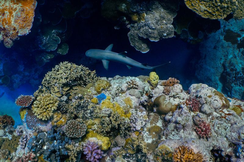 Ocean Dream: A health ecosystemphoto preview