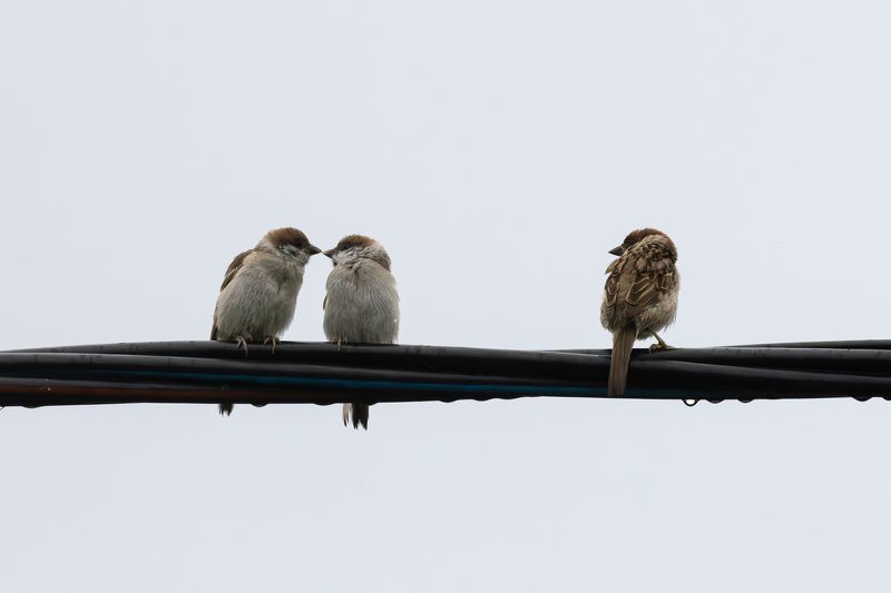 Полевой воробей, воробей Третий лишний...photo preview