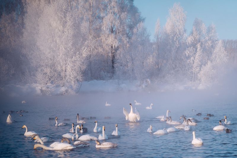 Зимняя сказкаphoto preview