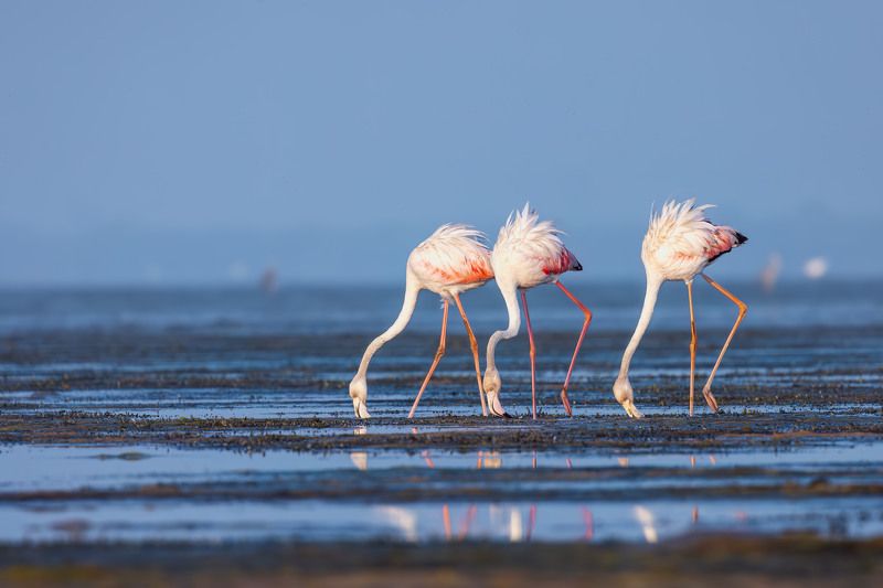 #flamingos #birds #landscape #canon Trio\'s from Pulicatphoto preview