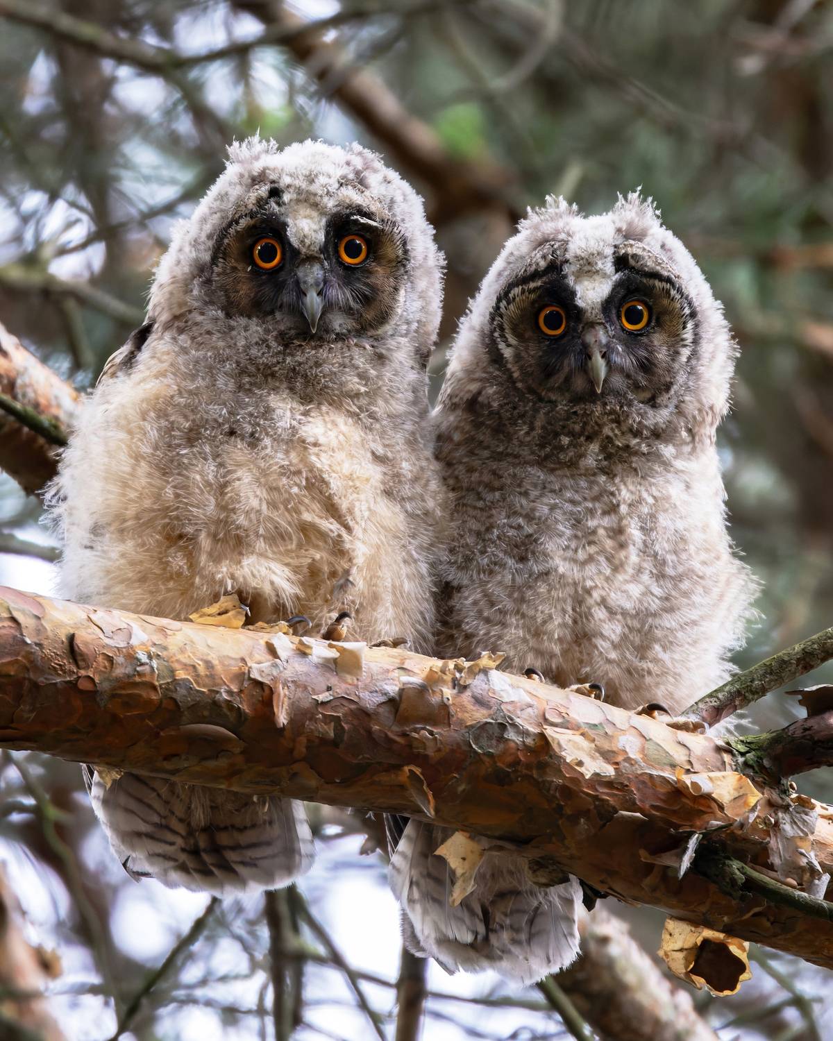 ушастая сова, asio otus, фото птиц, птицы, birds, птицы, Александр Шипиленко