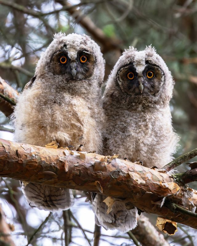 ушастая сова, asio otus, фото птиц, птицы, birds, птицы Ушастая сова. (Asio otus)photo preview