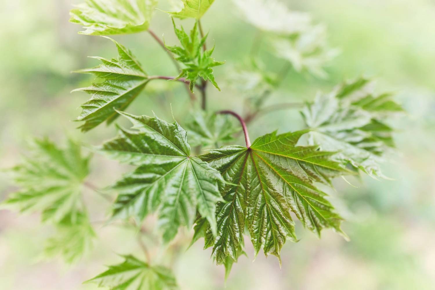 Лесная зарисовка. Автор: Валерий Вождаев листья, Валерий Вождаев
