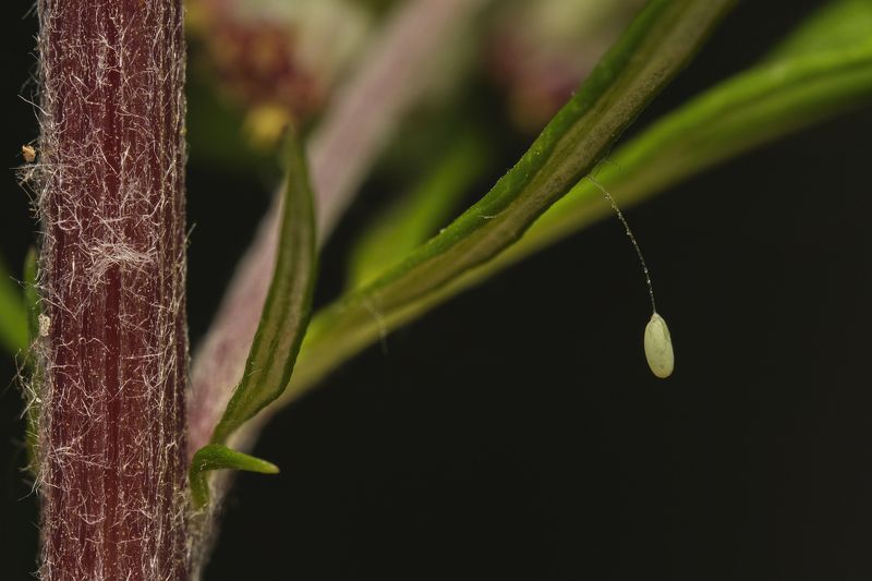 Egg ... (Chrysopidae)photo preview