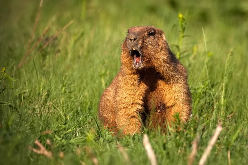 Перекличкаphoto preview