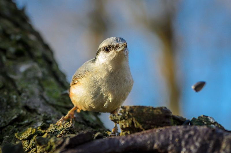 #поползень Потеря потерьphoto preview