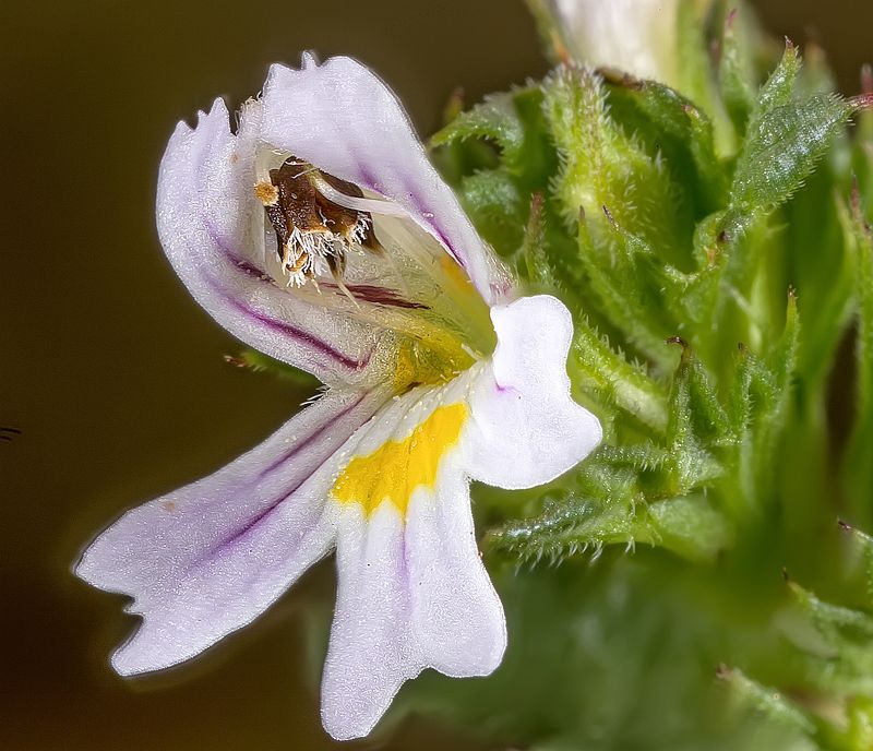 растения, цветы, очанка лекарственная, макро, лето Цветок очанкиphoto preview