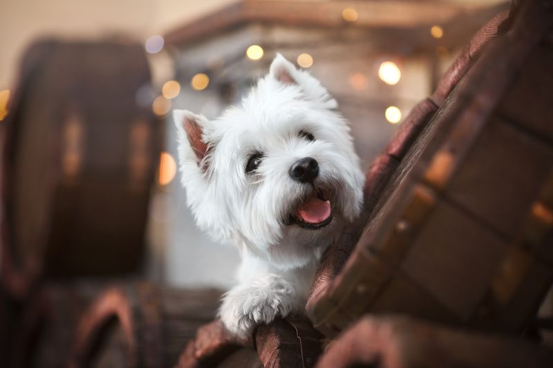 собака Минск анималист фотограф анималист анималистка питомцы домашние любимцы  Вест-хайленд в старом Минскеphoto preview