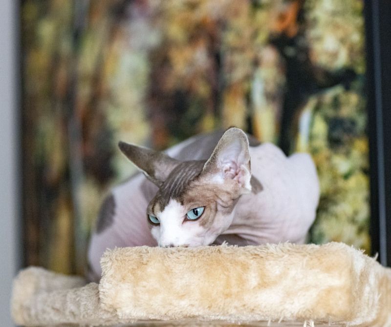 канадский сфинкс кошка   Лина Великолепная photo preview