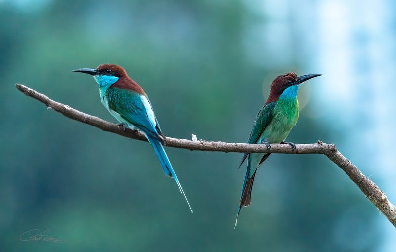 Blue throated Bee eaterphoto preview