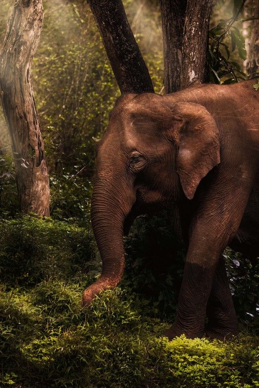 #elephant #wildlife #canon #nature A rainy morning in Nagarhole National Parkphoto preview