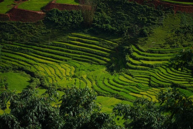 Рис, вьетнам Рисовые просторыphoto preview