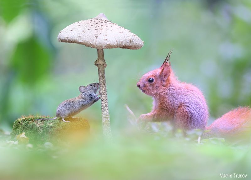 Мышонок и бельчонокphoto preview