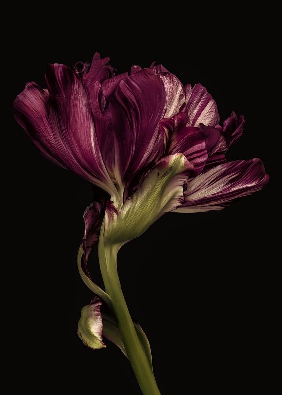 tulip, flower, тюльпан photo preview