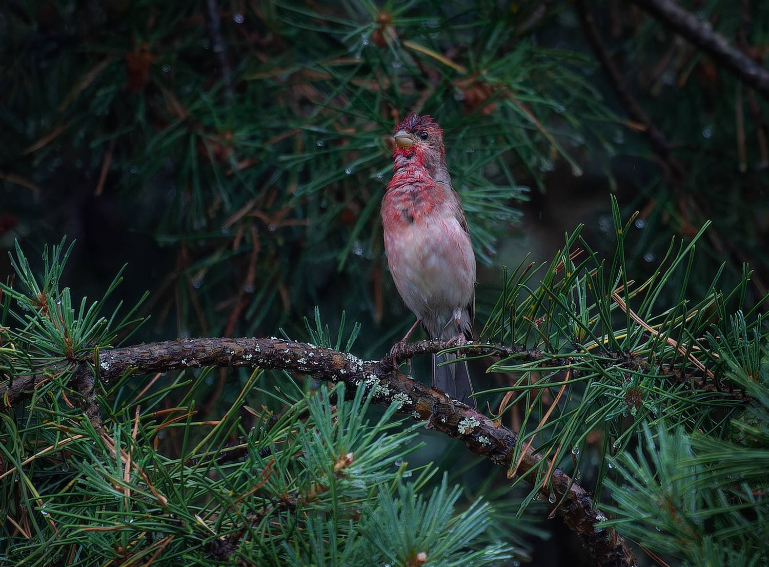 , Светлана Холодняк