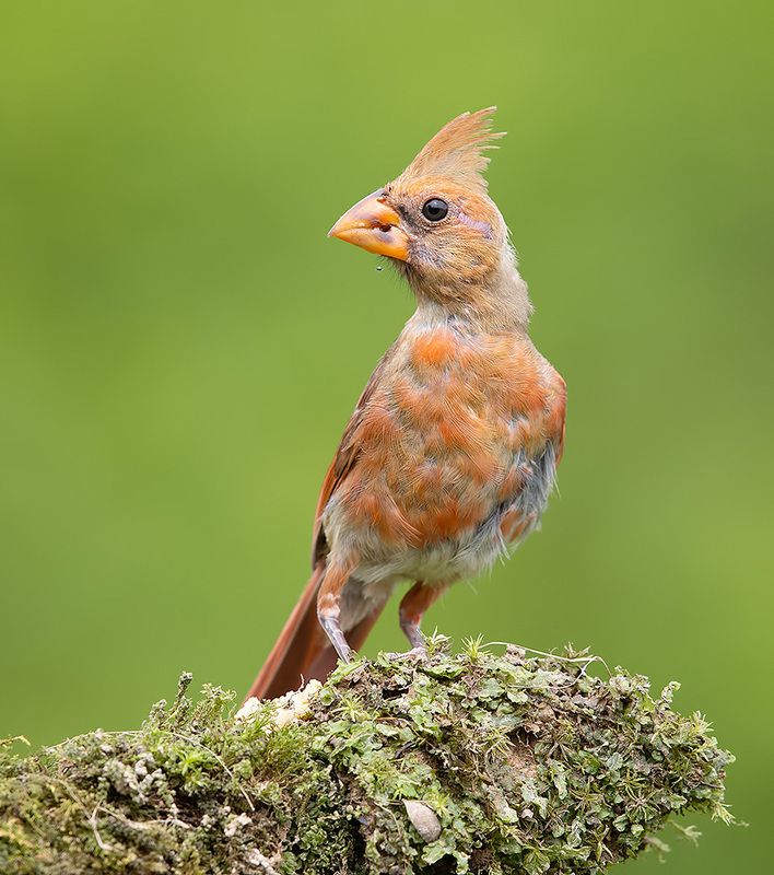 красный кардинал, northern cardinal, cardinal,кардинал Juvenile Northern Cardinal - Молодой Красный кардиналphoto preview