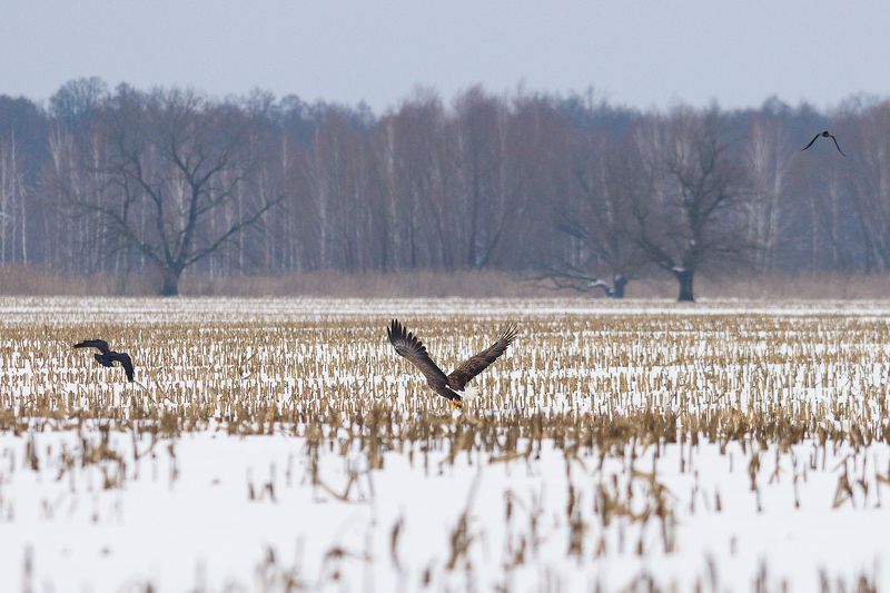 #орлан Орлан белохвостphoto preview