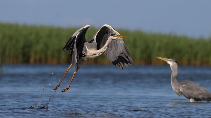 серая цапля, цапля, ardea cinerea, grey heron, heron, куршская коса, куршский залив Шухер!photo preview