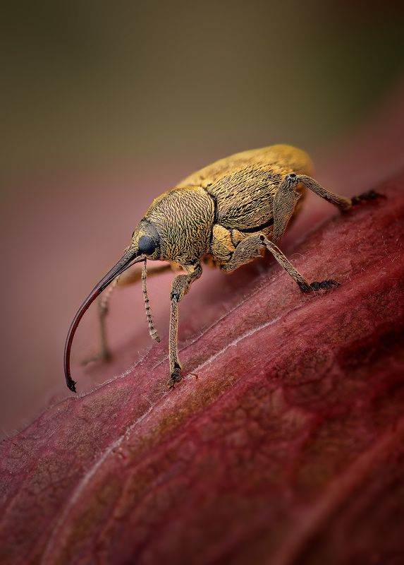 curculio, nucum Плодожил ореховыйphoto preview