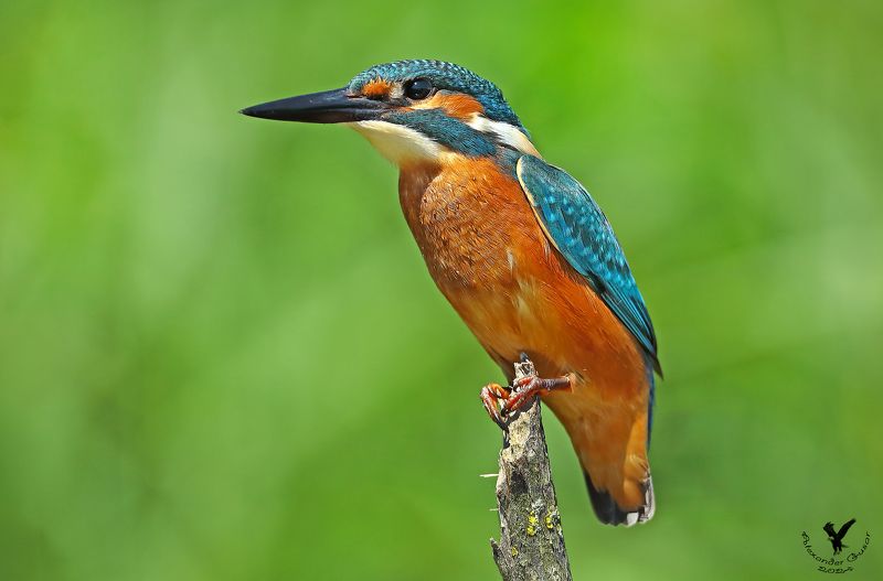 зимородок. Высоко сижу, далеко и глубоко гляжу.photo preview