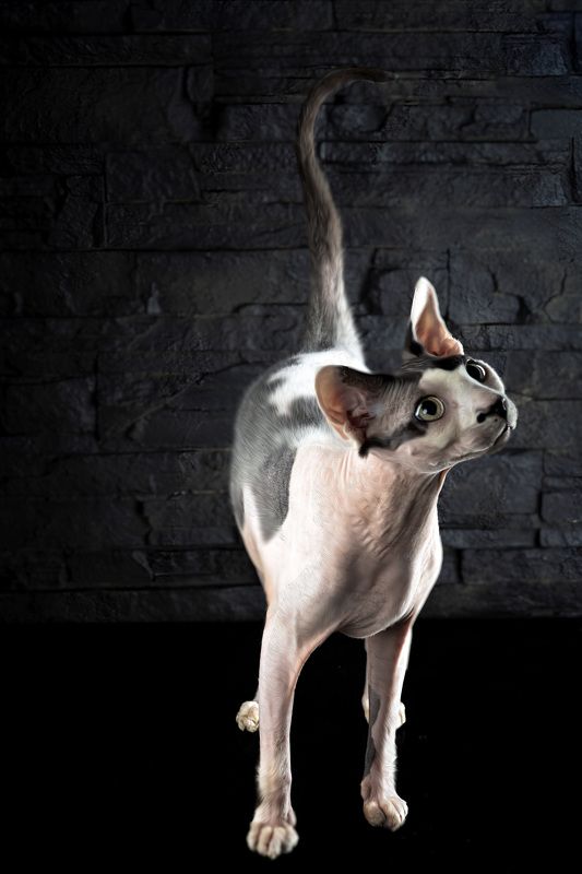 сфинкс  А вот и Я photo preview