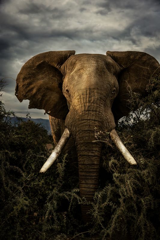 #jumbos #stare #wildlife #elephant Jumbos from Amboseli photo preview