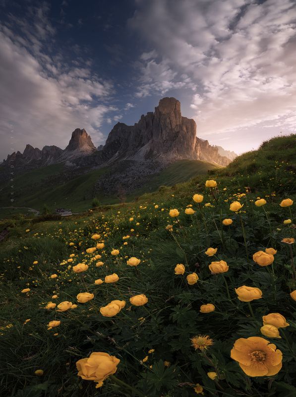 dolomiti, dolomites, sunrise, landscape, sky, sun, mountains, clouds, mountains, italy, flowers, lights Sunrise Flowersphoto preview