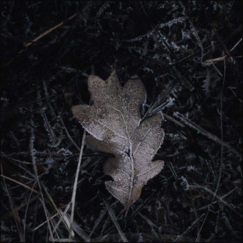 Зима, Листья, Природа Широкими мазками или острыми контурамиphoto preview