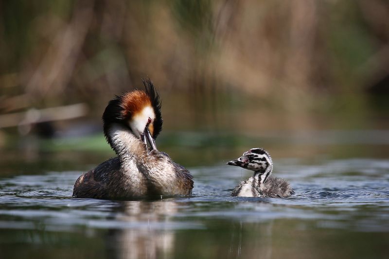 #birds, #fauna, #Grebe, #nature, #wildlife, #природа, #птицы, #чомга Уроки гигиеныphoto preview