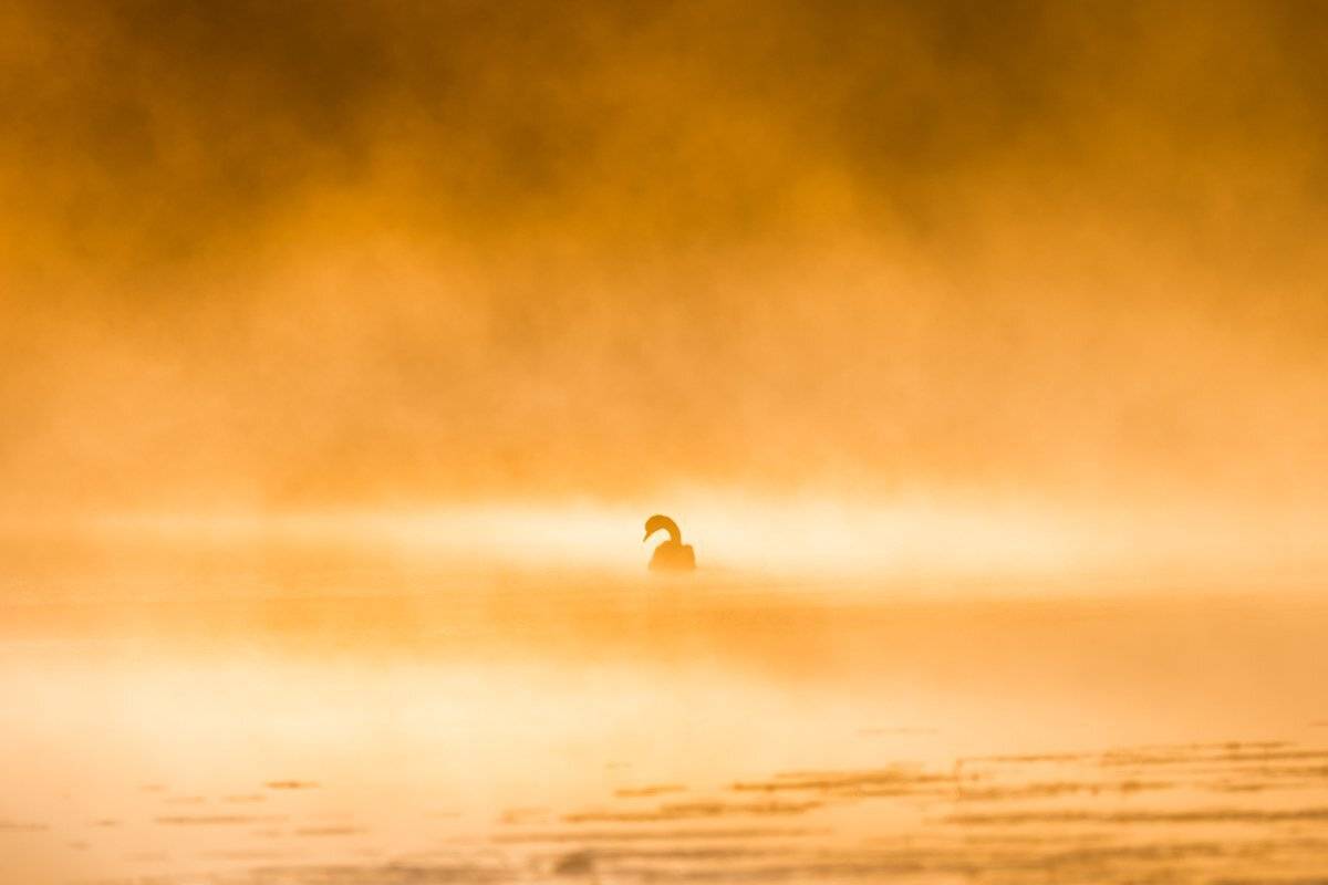 Солнечный лебедь. Автор: Сергей Овчинников , Сергей Овчинников