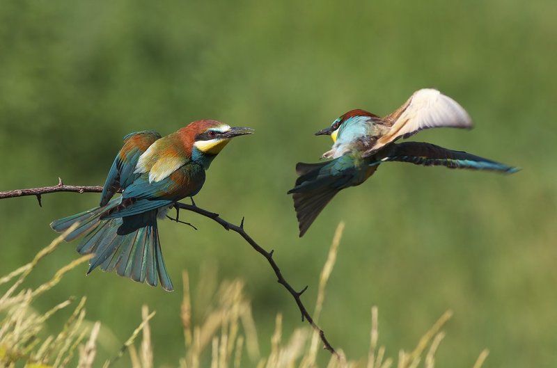 пчелояд, щурка Щуркиphoto preview