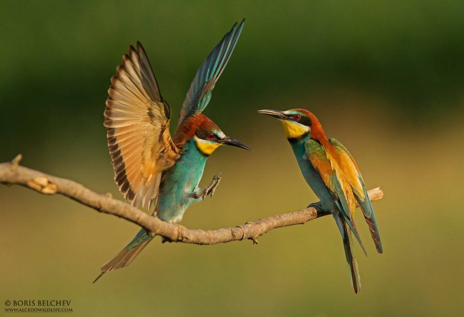 Автор: Борис Белчев , Борис Белчев