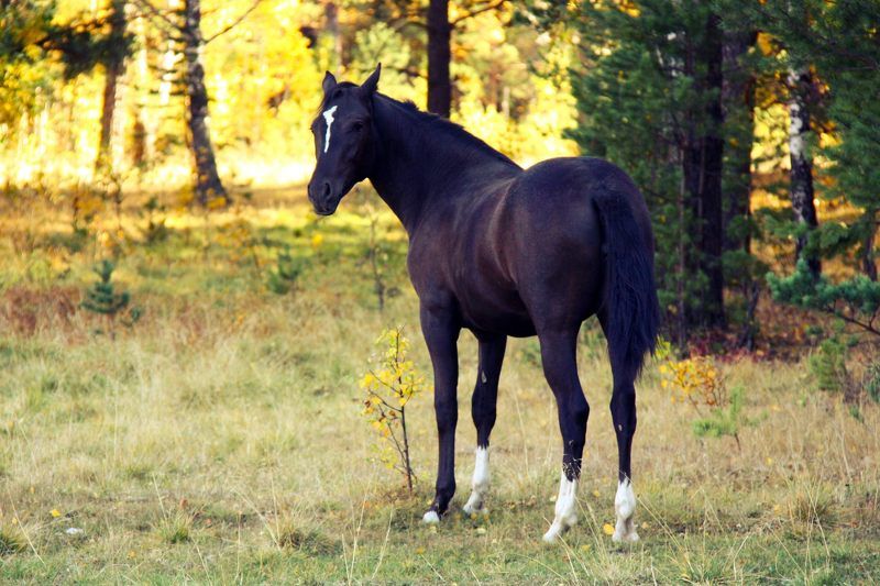 Осень..photo preview