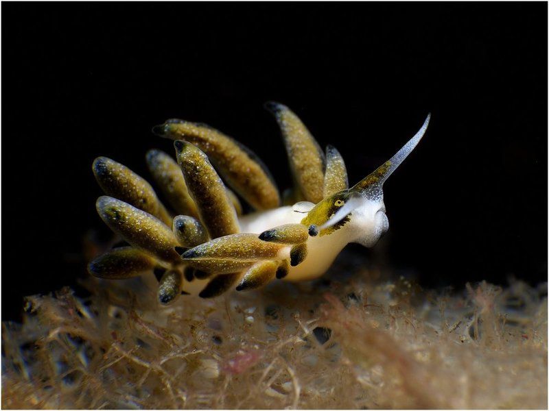 Philippines, macro, nudibranch Horns.photo preview
