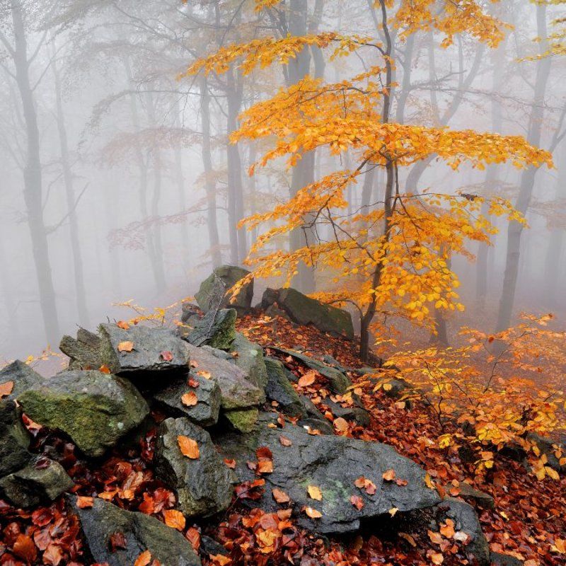 autumn, czech republik, ore mountains, fog, mist, autumn colors Autumn in Ore mountainsphoto preview