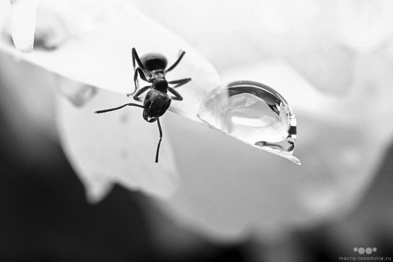 Ant, Macro, Macro-insomnia, Капля, Листик, Макро, Муравей, Насекомые, Одиночество, Роса, Ч/б Одиночествоphoto preview