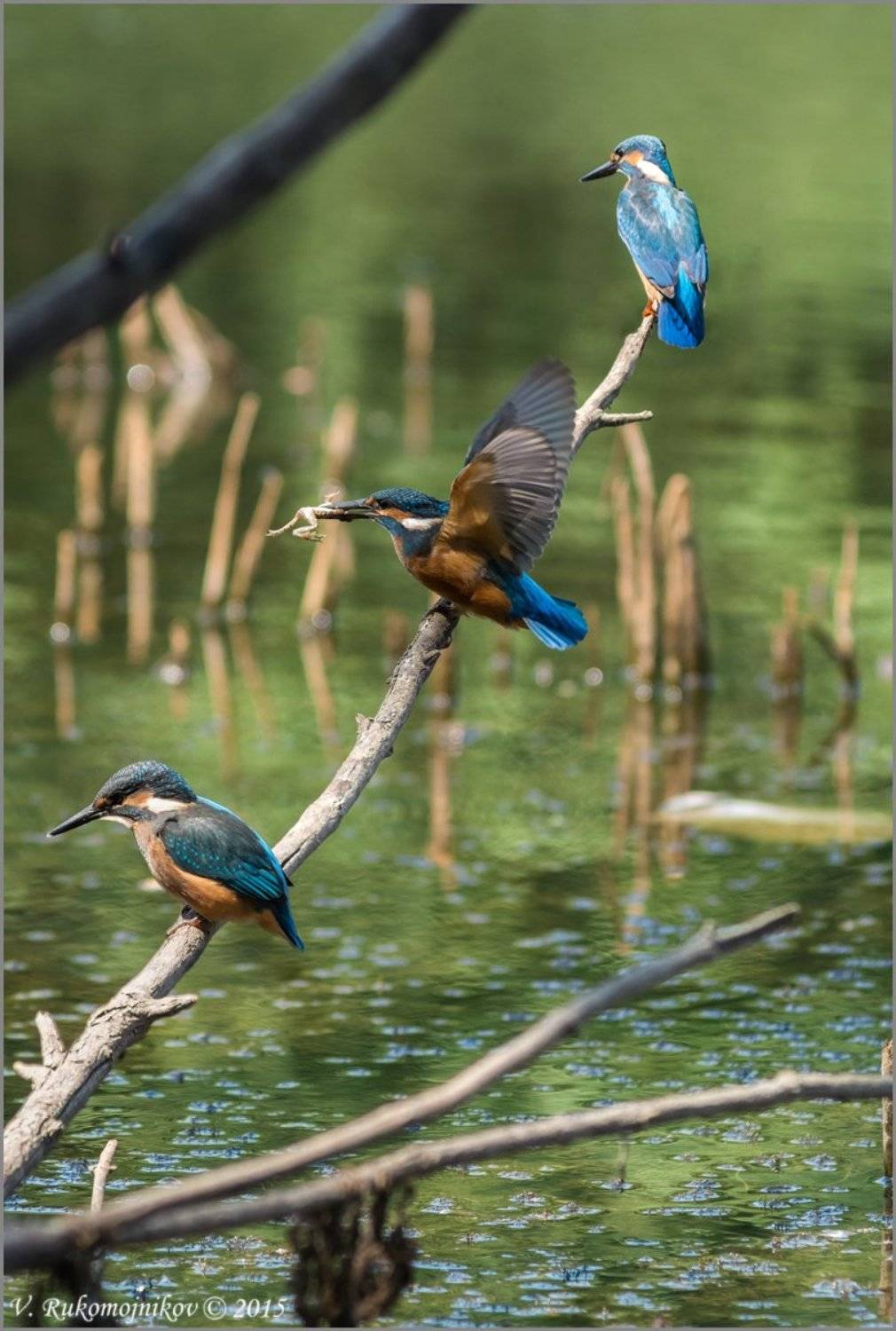 Birds, Kingfisher, Nature, Wild, Wildlife, Рукомойников Валентин