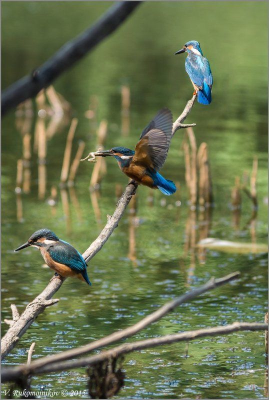 Birds, Kingfisher, Nature, Wild, Wildlife Счастливчикphoto preview