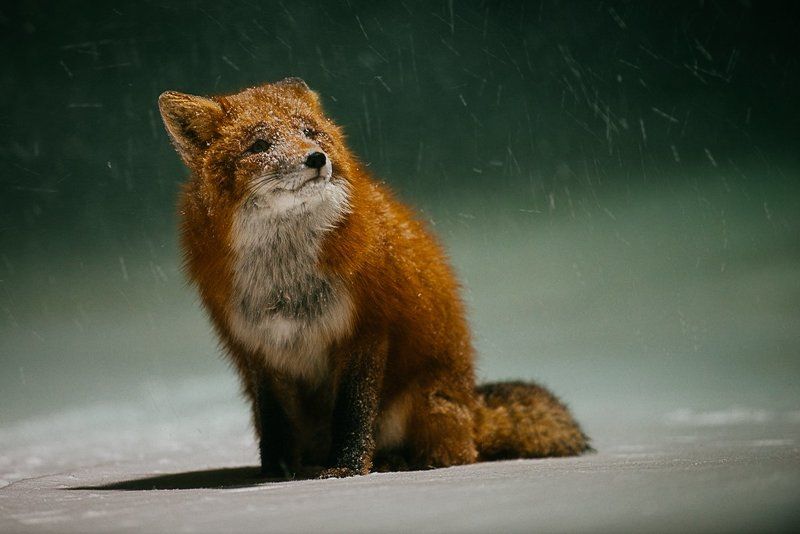 Лис, Портрет, Чукотка ***photo preview