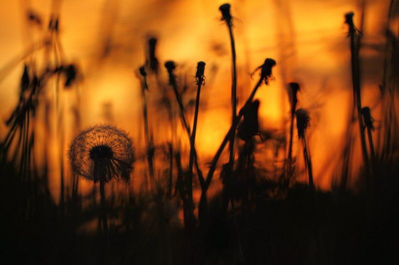 одуванчики, цветы, цветок, одуванчик, природа, растения, флора, россия, макрообъектив, дикая природа, закат Закатные одуванчикиphoto preview