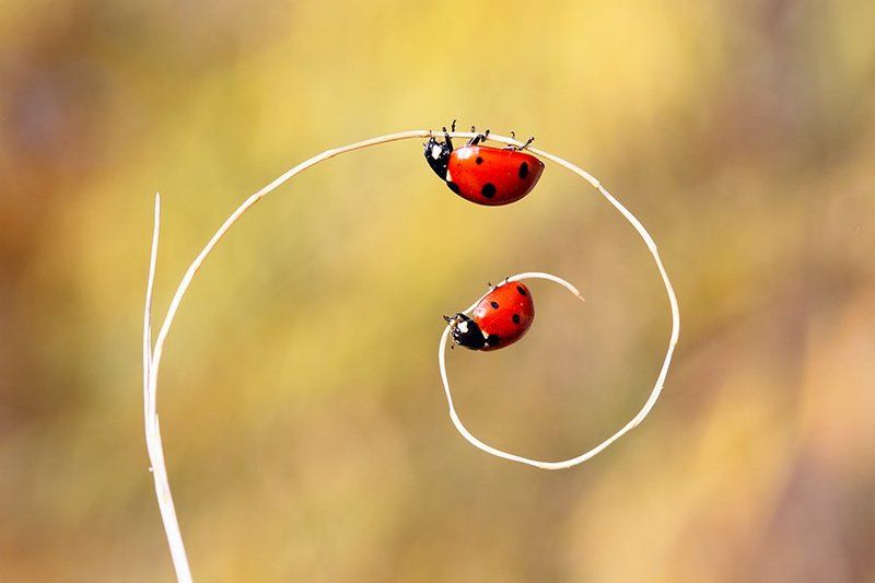 ladub nature animals canon ladybirdsphoto preview