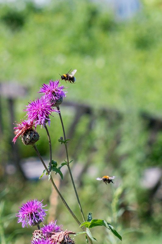 лето, макро, шмель  полет шмеля photo preview