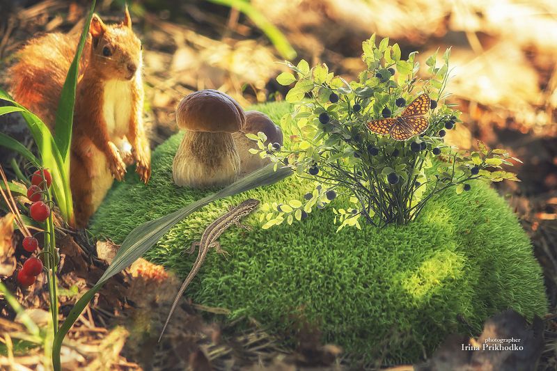лесные сказки, постановочное фото, растения, дикая природа Запасы на зимуphoto preview