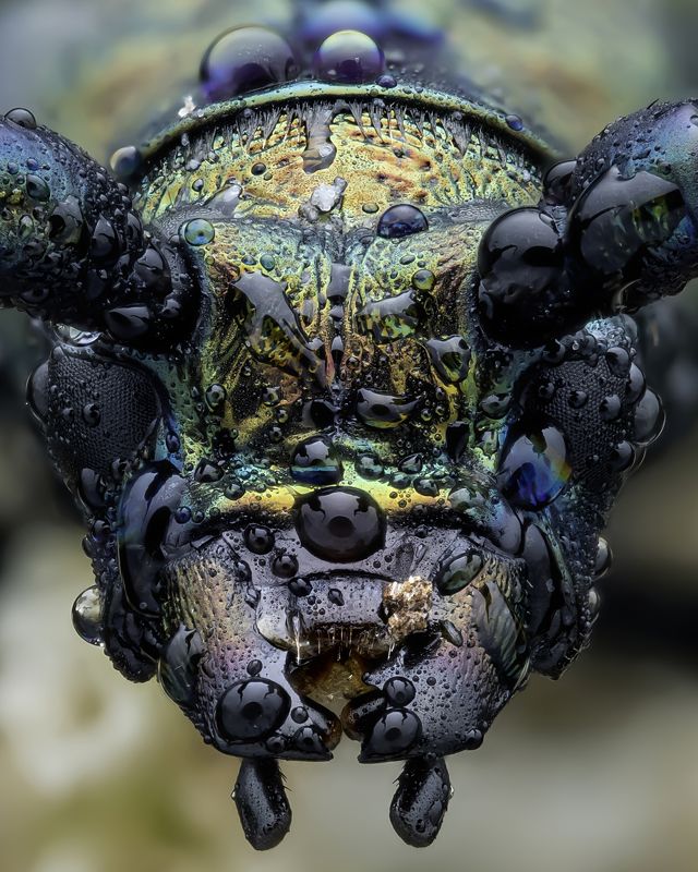 Aromia moschataphoto preview