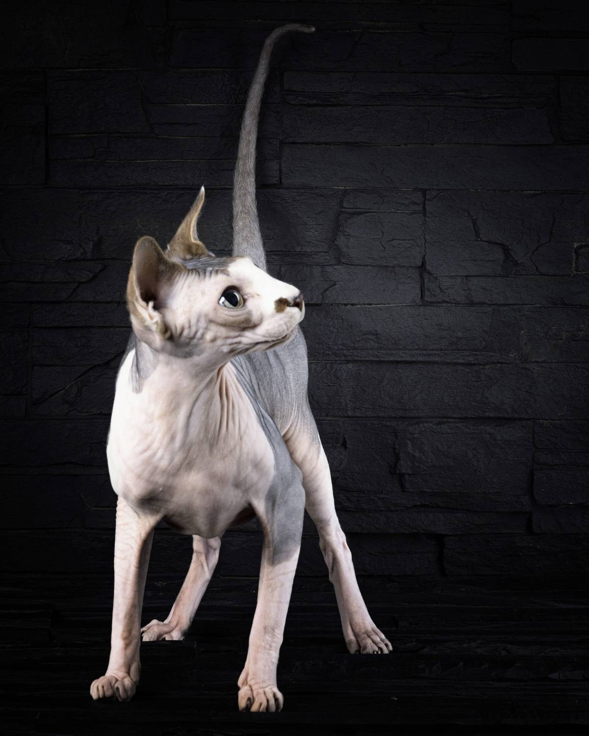 А меня зовут Филимон . Автор: Igor Lukin канадский сфинкс , Igor Lukin