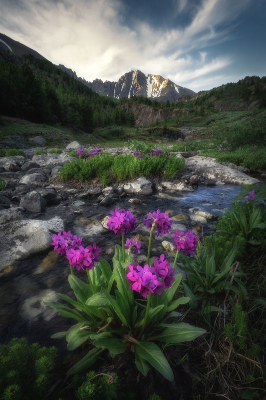 алтай, летний алтай, поход, катунский хребет, республика алтай, горный пейзаж, первоцвет снежный, усть-коксинский район, высокогорье, primula nivalis, примула, протоки, цветы алтая, горная река Primula nivalisphoto preview