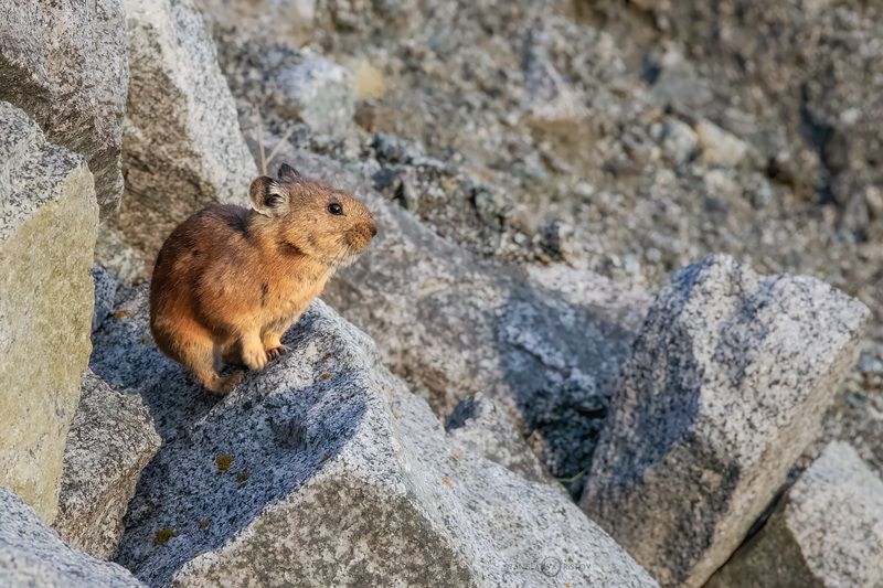 Алтайская пищухаphoto preview