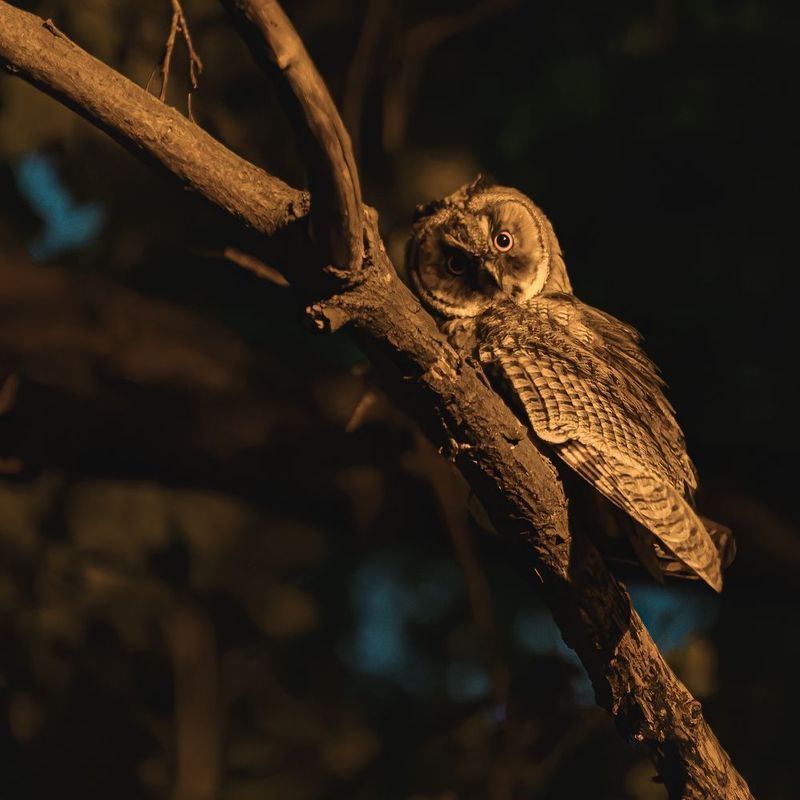 Любопытствоphoto preview