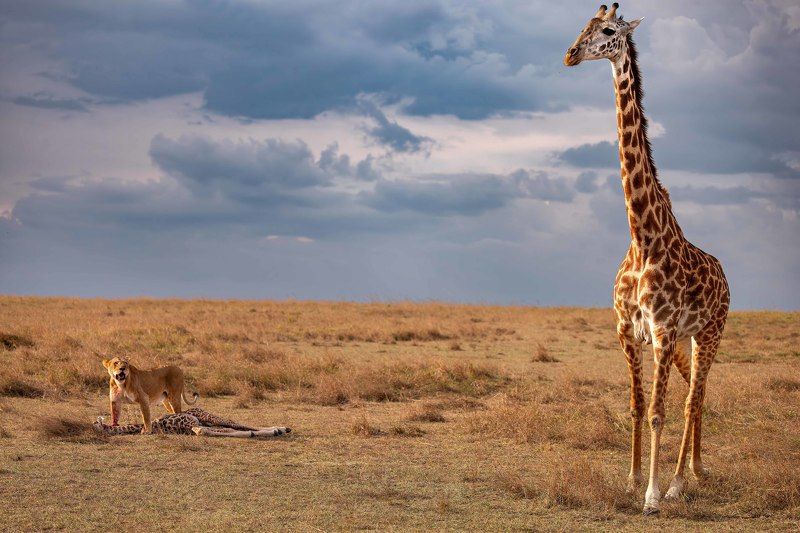 #lionkill #mother #canon #wildlife #naturephotography One mothers survival is based on another mothers lossphoto preview
